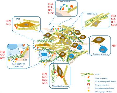 The Role of Extracellular Matrix Remodeling in Skin Tumor Progression and Therapeutic Resistance